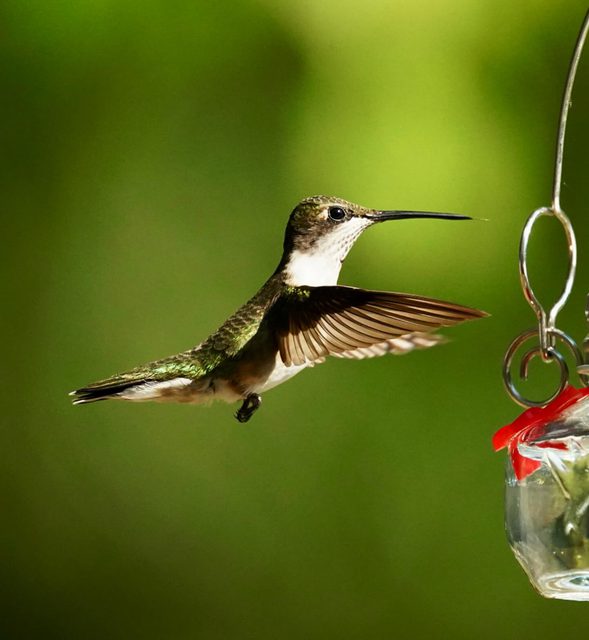 Ruby-throated hummingbird