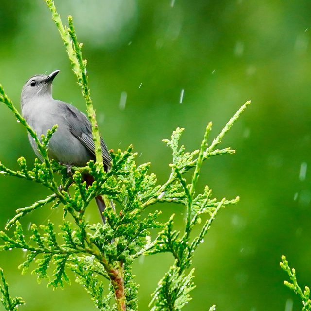 Gray catbird