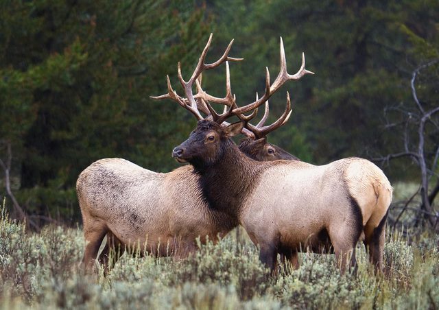 Elk