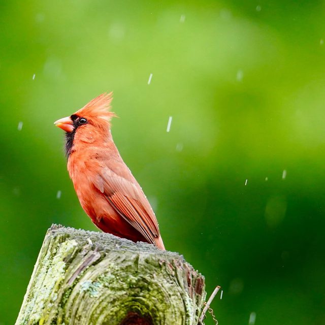 Northern cardinal