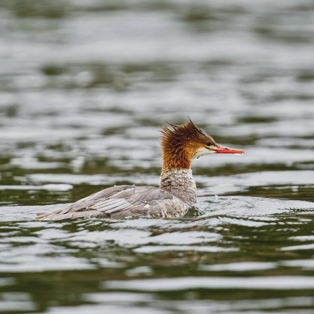 Merganser
