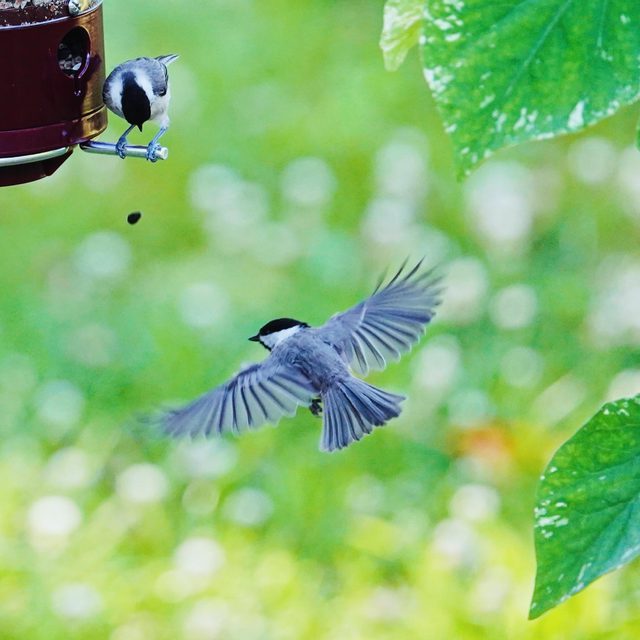 Carolina chickadee