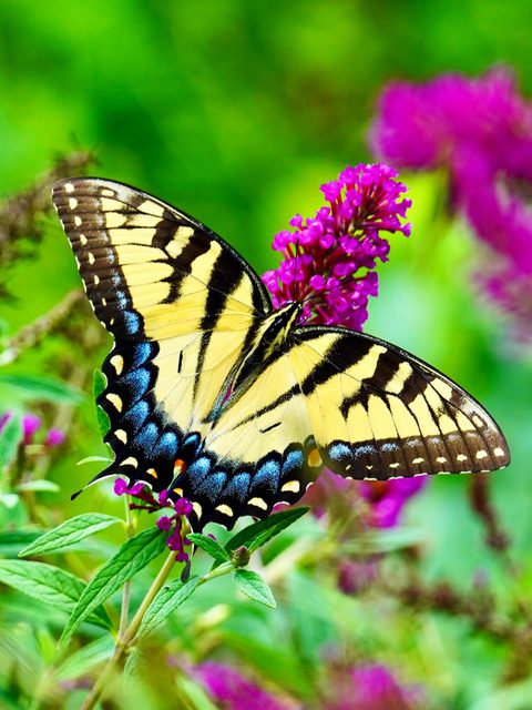 Eastern tiger swallowtail