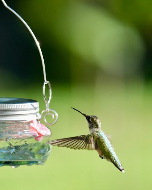 Hummingbird in flight