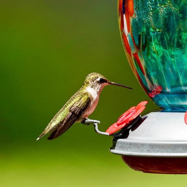 Hummingbird at the feeder