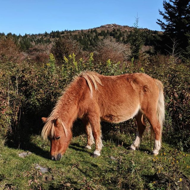 Wild pony