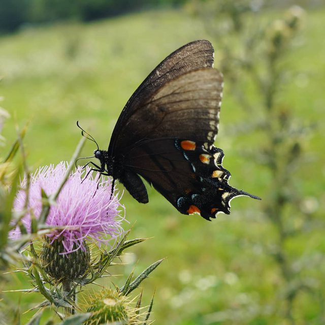 Swallowtail on thistle