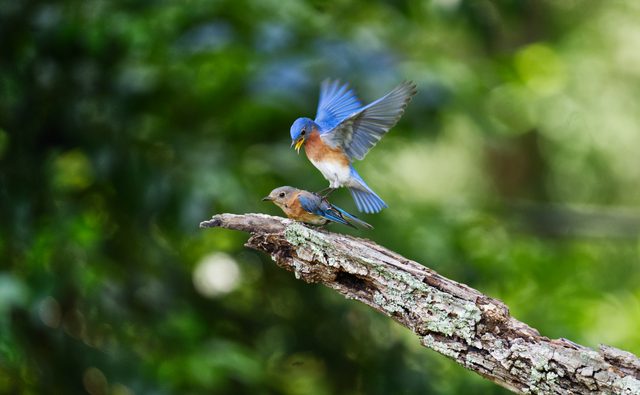 Eastern bluebirds