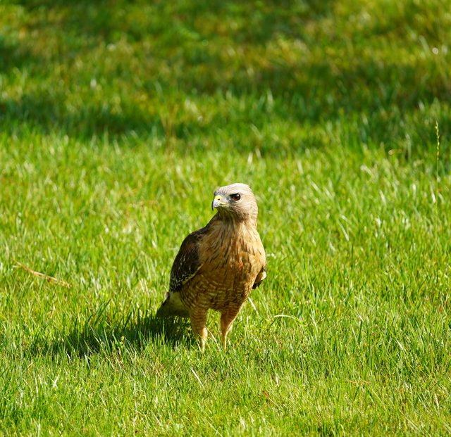 Red-shouldered hawk