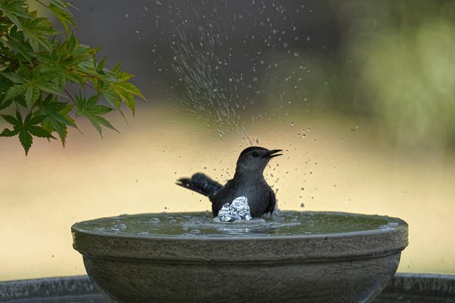 Gray catbird bathing