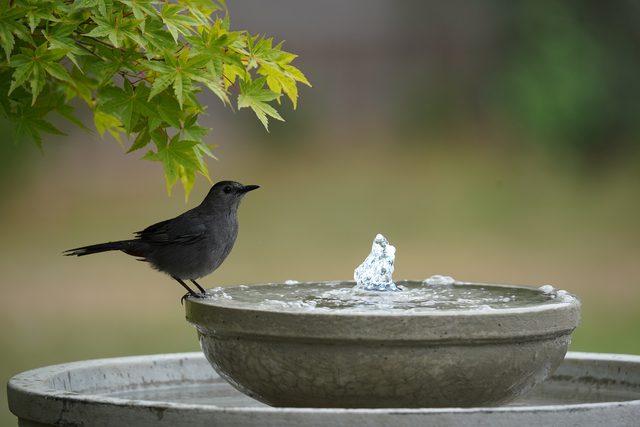 Gray catbird at the birdbath