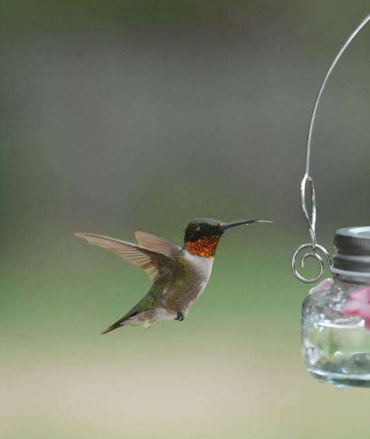 Ruby-throated hummingbird (male)
