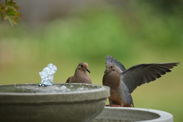 Doves at the birdbath